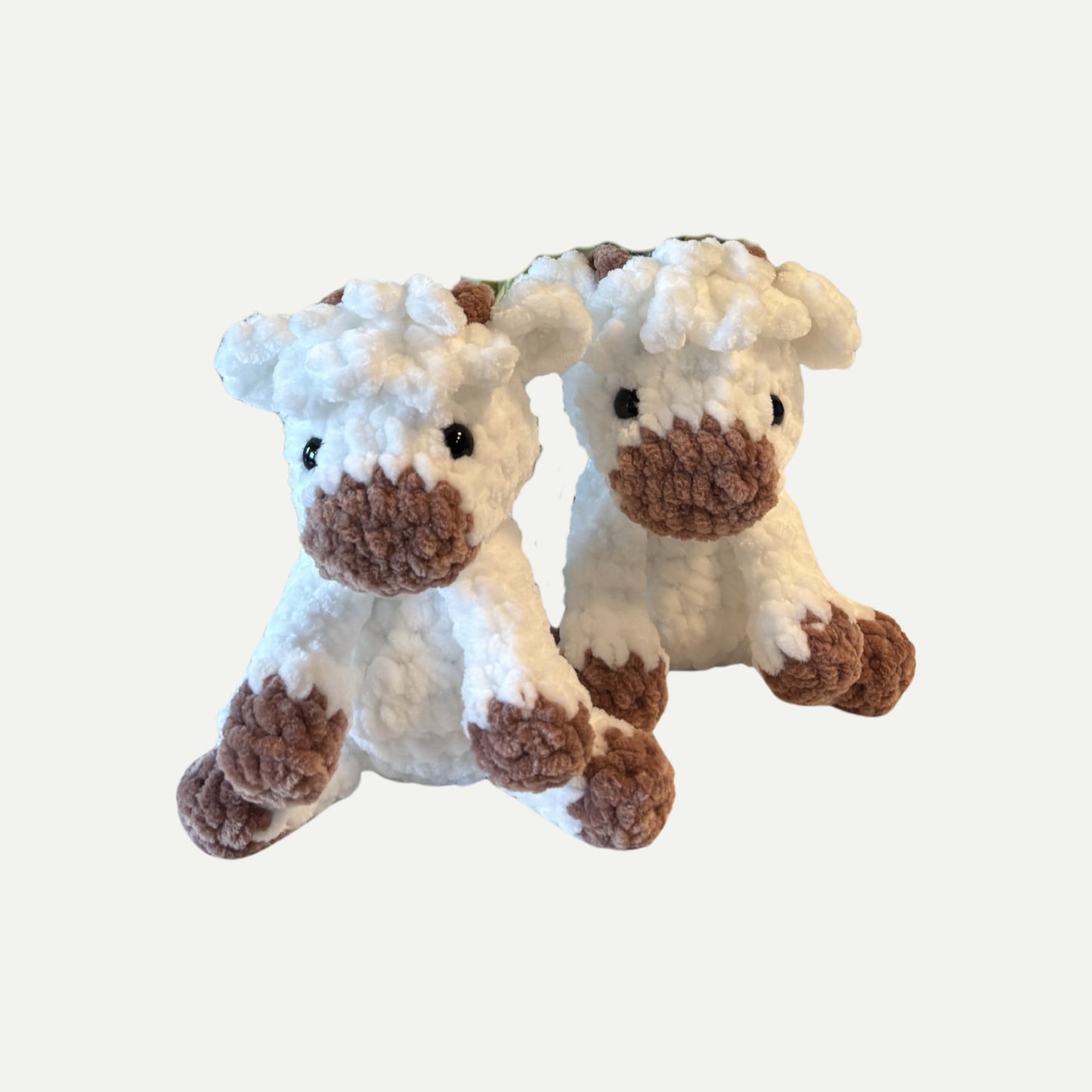 Highland Cow